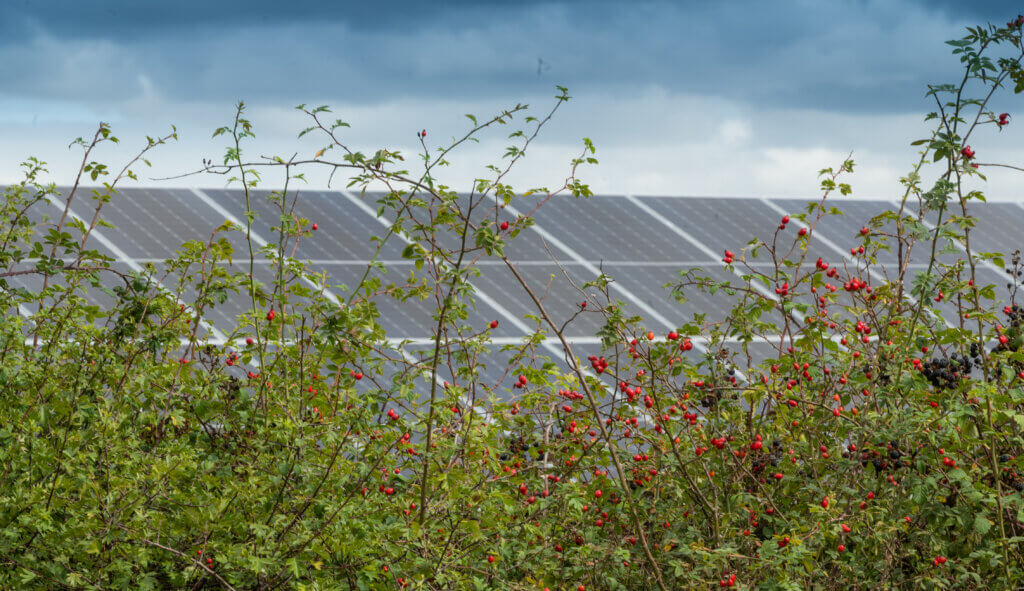 A view of Ray Valley Solar park panels with foliage in the foreground.