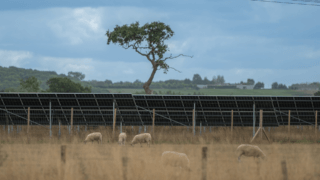 A wide view of Ray Valley Solar park with sheep in the foreground.