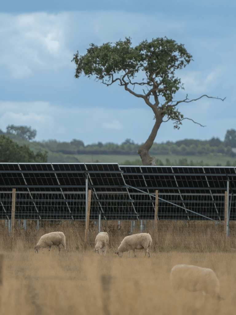 A view of Ray Valley Solar park with grassland and sheep in the foreground.